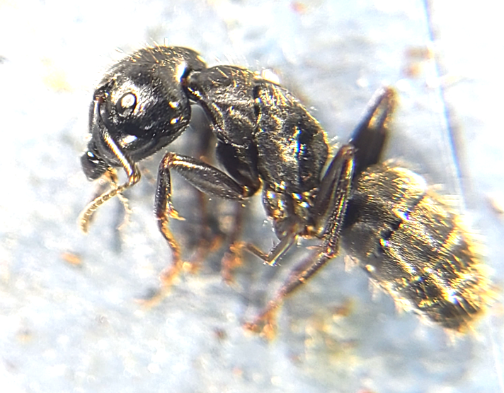 Close-up of a carpenter ant