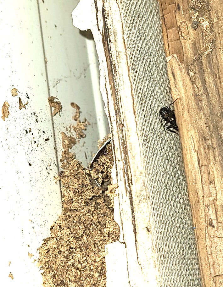 Carpenter ant with frass from structural tunneling