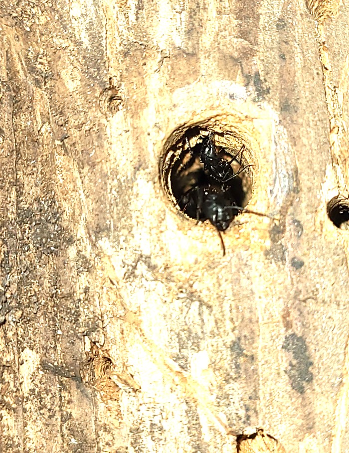 Carpenter ant emerging from a hole bored in wood