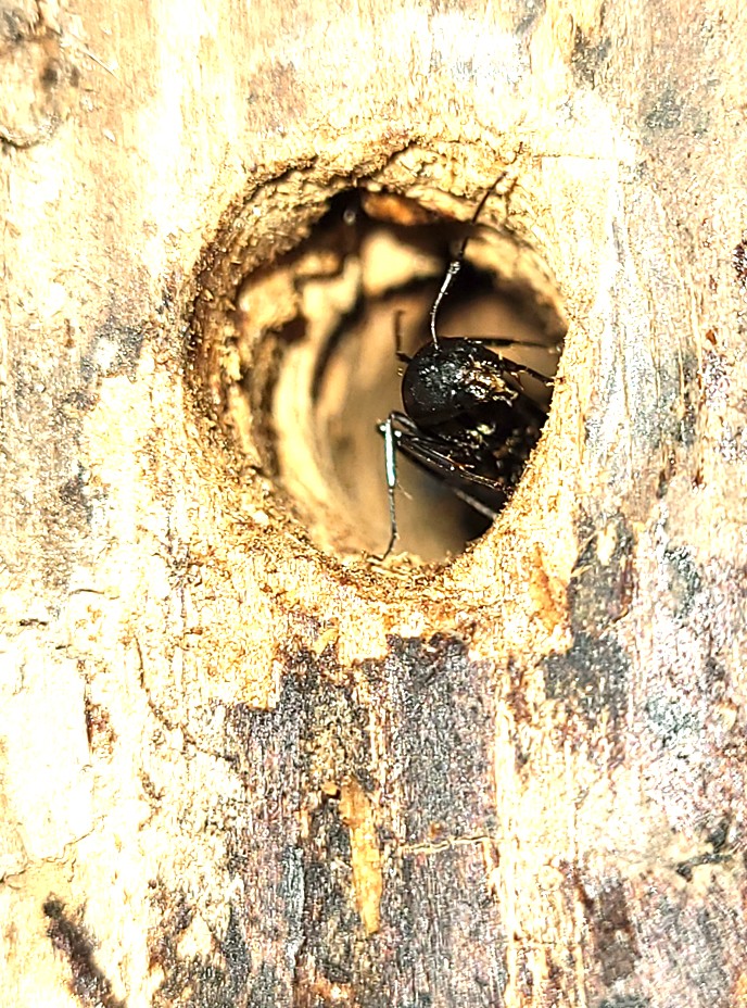 Carpenter ant with sawdust debris from structural tunneling